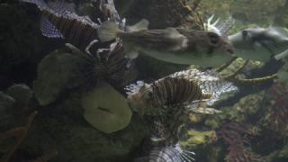 Link to Video