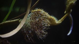 Link to Video