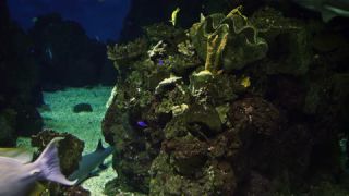 Link to Video