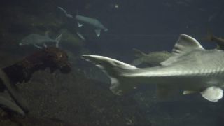 Link to Video