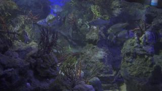 Link to Video