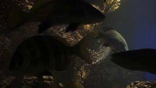 Link to Video
