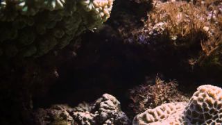 Link to Video