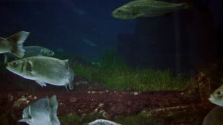 Link to Video