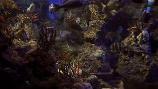 Link to Video