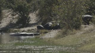 Link to Video