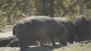 Link to Video