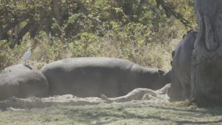 Link to Video