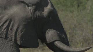 Link to Video