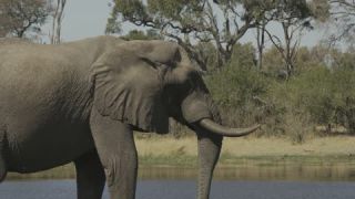 Link to Video