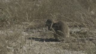 Link to Video