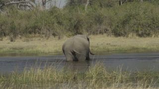 Link to Video