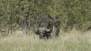 Link to Video
