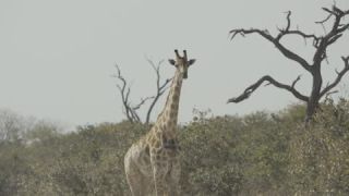 Link to Video