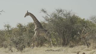 Link to Video