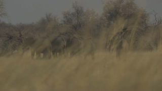 Link to Video