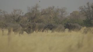 Link to Video