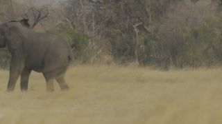 Link to Video