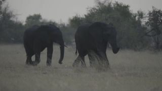 Link to Video