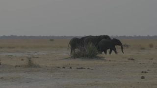 Link to Video