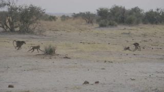 Link to Video