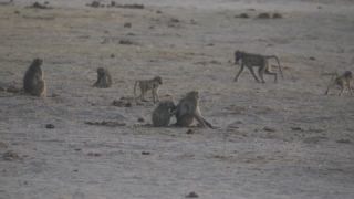 Link to Video