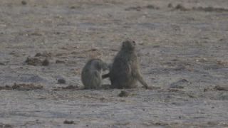 Link to Video