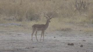 Link to Video