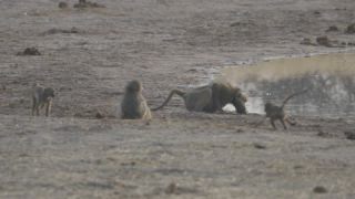 Link to Video