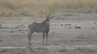 Link to Video