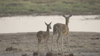 Link to Video