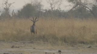 Link to Video