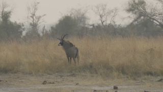 Link to Video