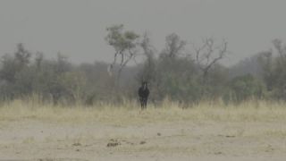 Link to Video