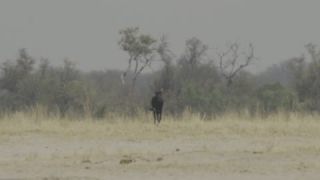 Link to Video