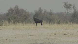 Link to Video