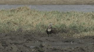 Link to Video
