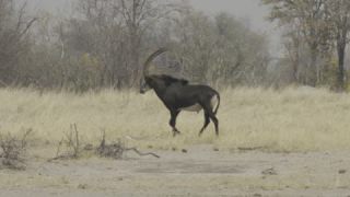 Link to Video