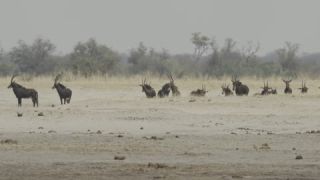 Link to Video