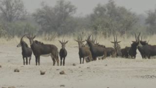 Link to Video