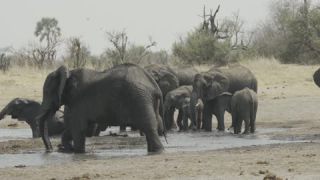 Link to Video