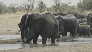 Link to Video