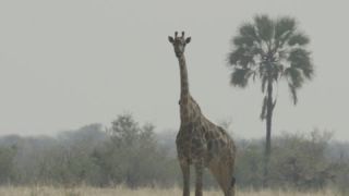 Link to Video