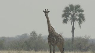 Link to Video