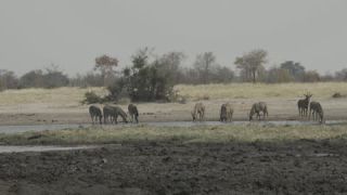 Link to Video