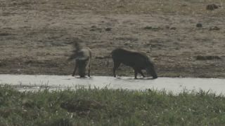 Link to Video