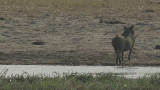 Link to Video