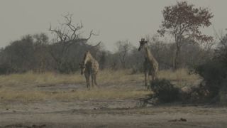 Link to Video