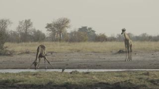 Link to Video