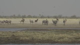 Link to Video